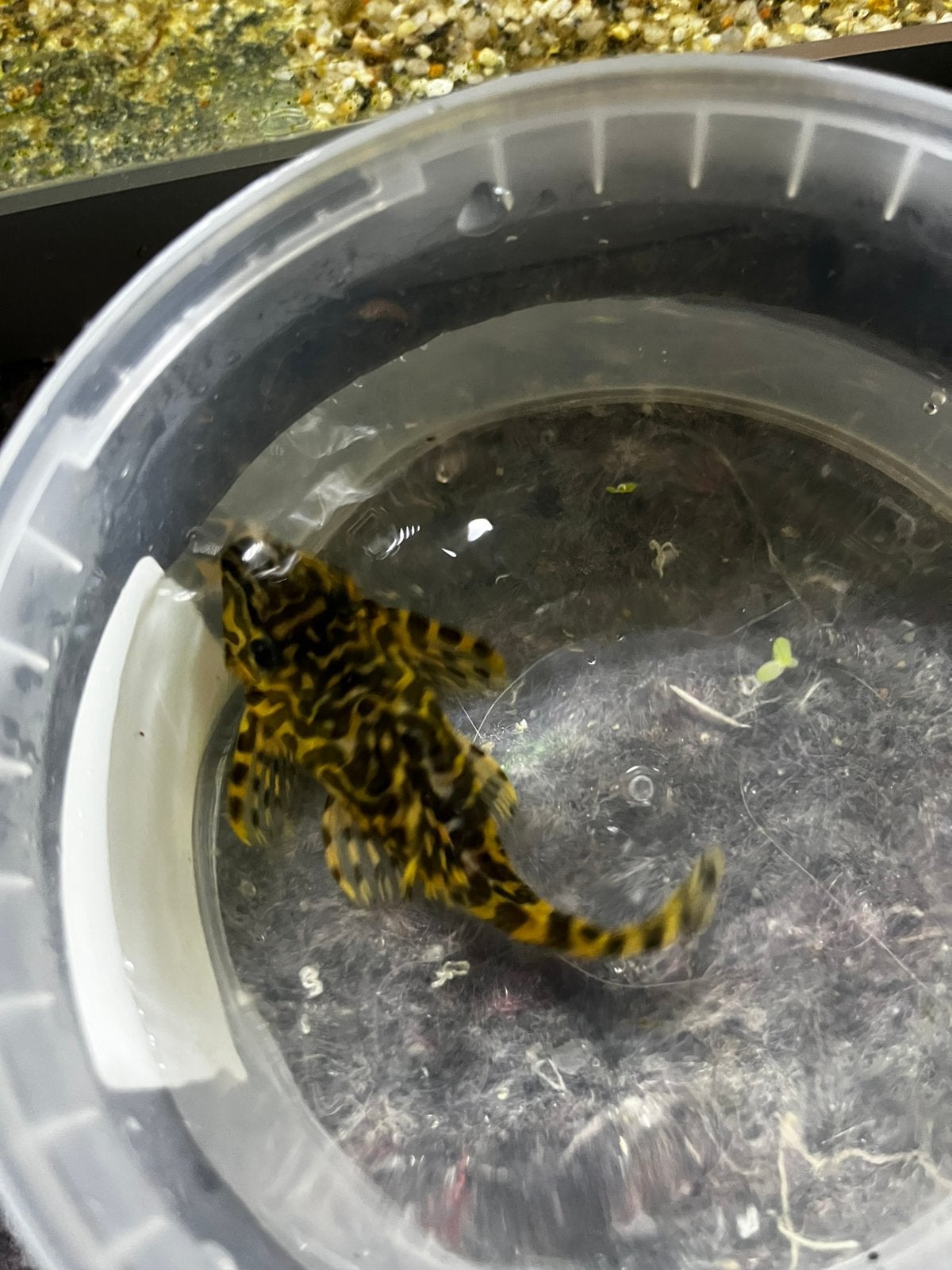 Ancistruss L134 / 15€, Dieren en Toebehoren, Vissen | Aquariumvissen