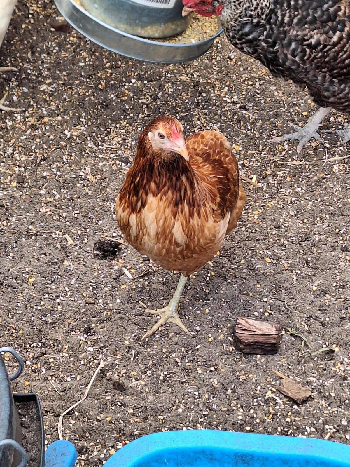 araucana bolstaart hennetjes, Dieren en Toebehoren, Pluimvee, Vrouwelijk