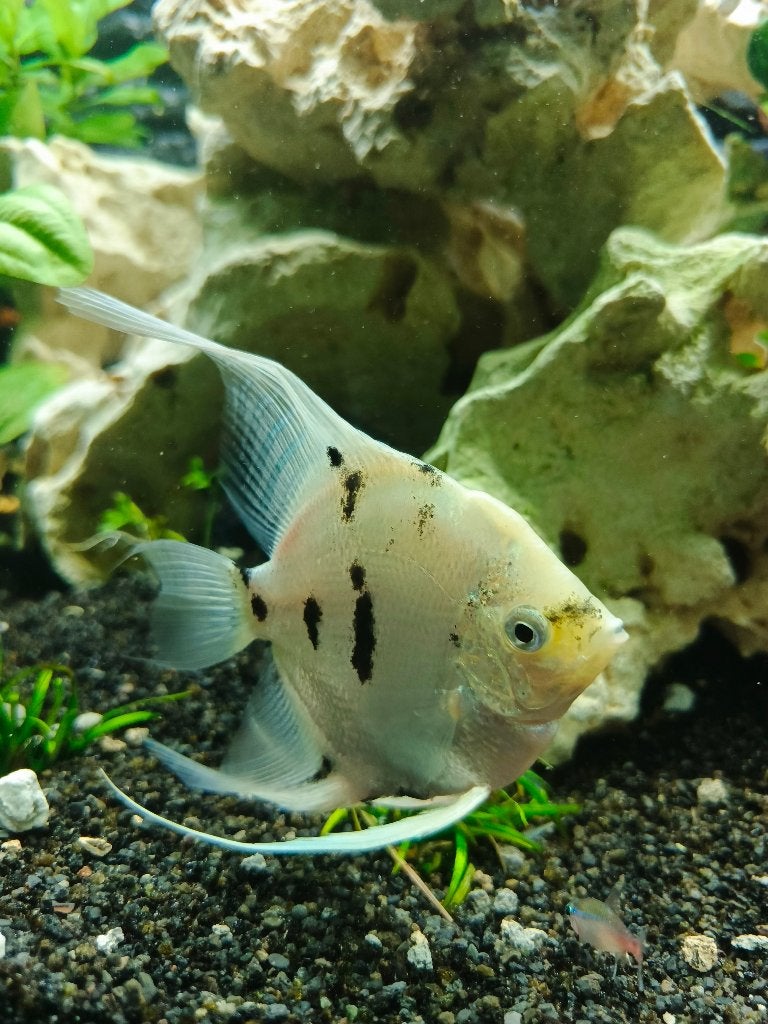 Prachtige Maanvis XL – Gezond en Groot!, Dieren en Toebehoren, Vis, Zoetwatervis