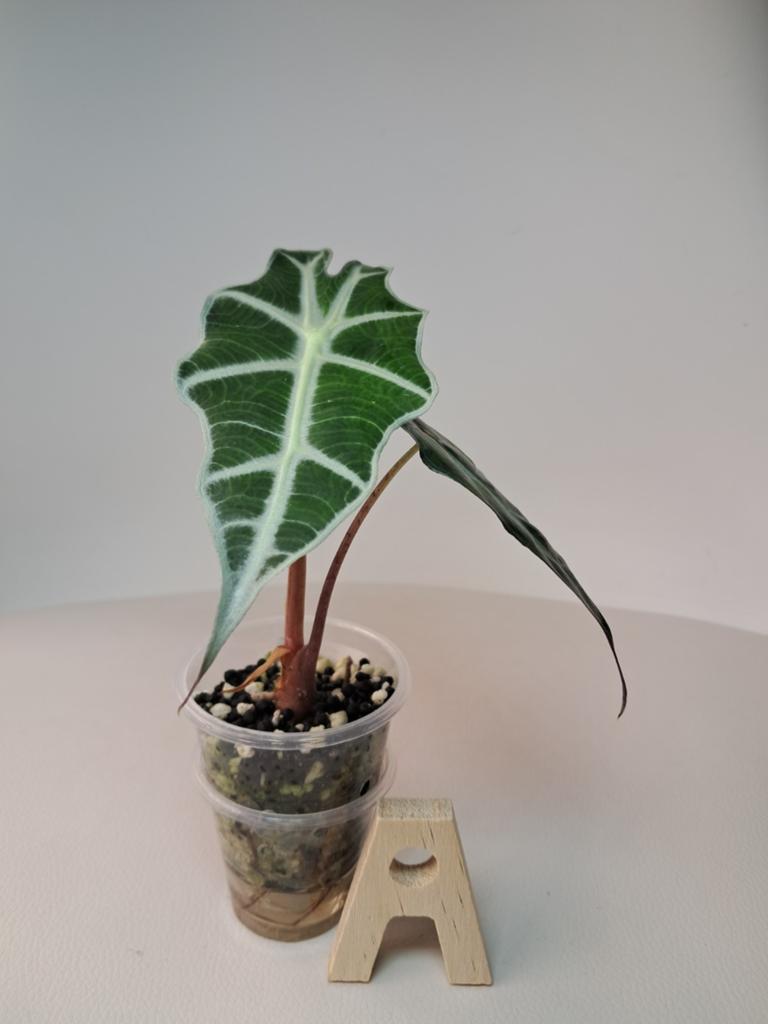 Alocasia Polly | En Stratum, Huis en Inrichting, Kamerplanten, Ophalen