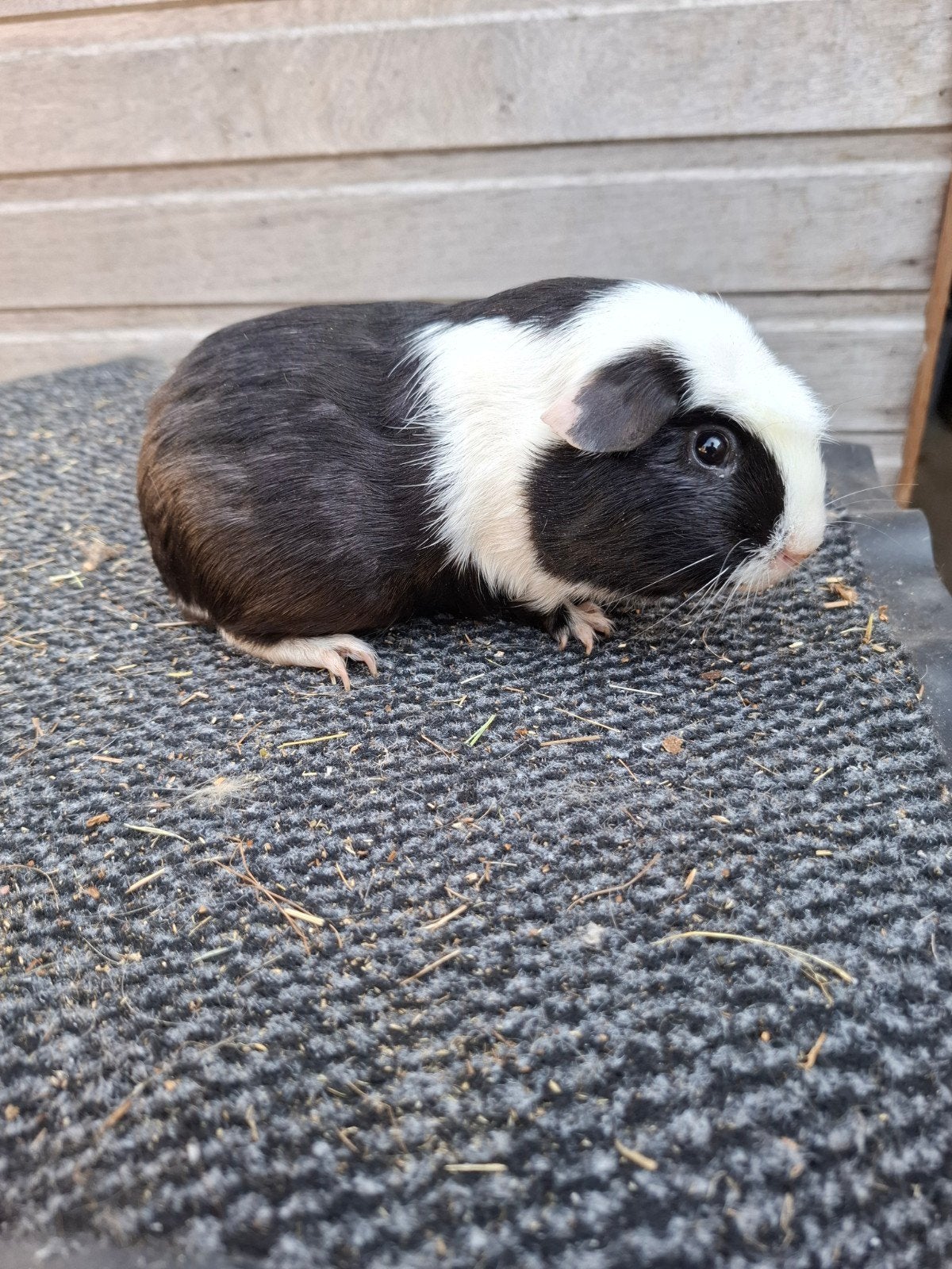 mooie cavia's, Animaux & Accessoires, Rongeurs, Domestique, Plusieurs animaux, Mai, Cobaye