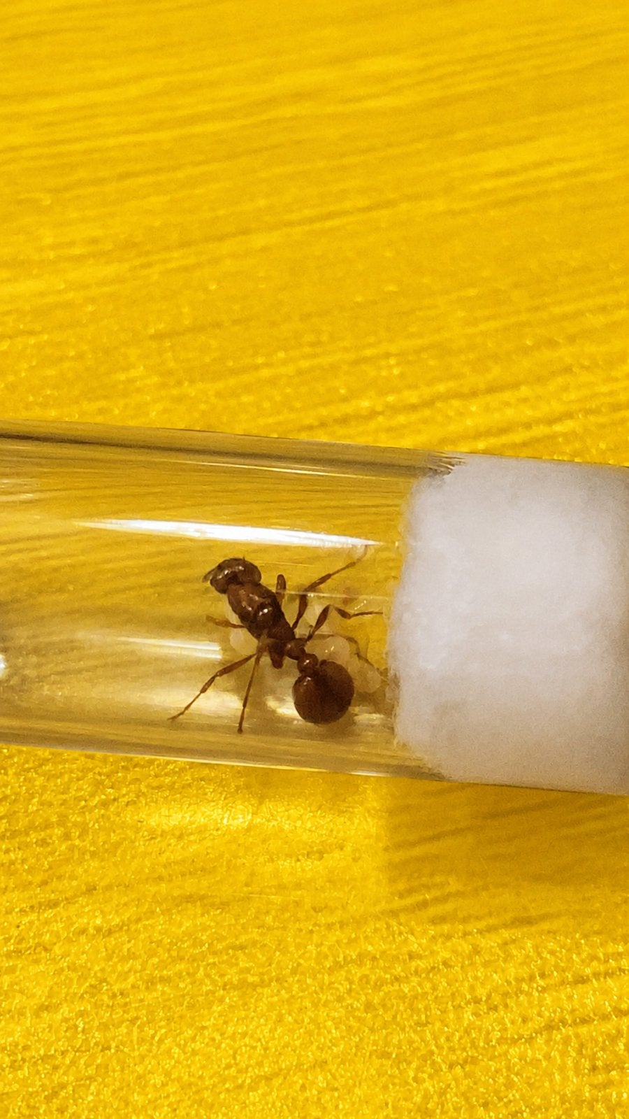 Reine des fourmis Manica Rubida avec couvain, Animaux & Accessoires, Insectes & Araignées, Fourmis