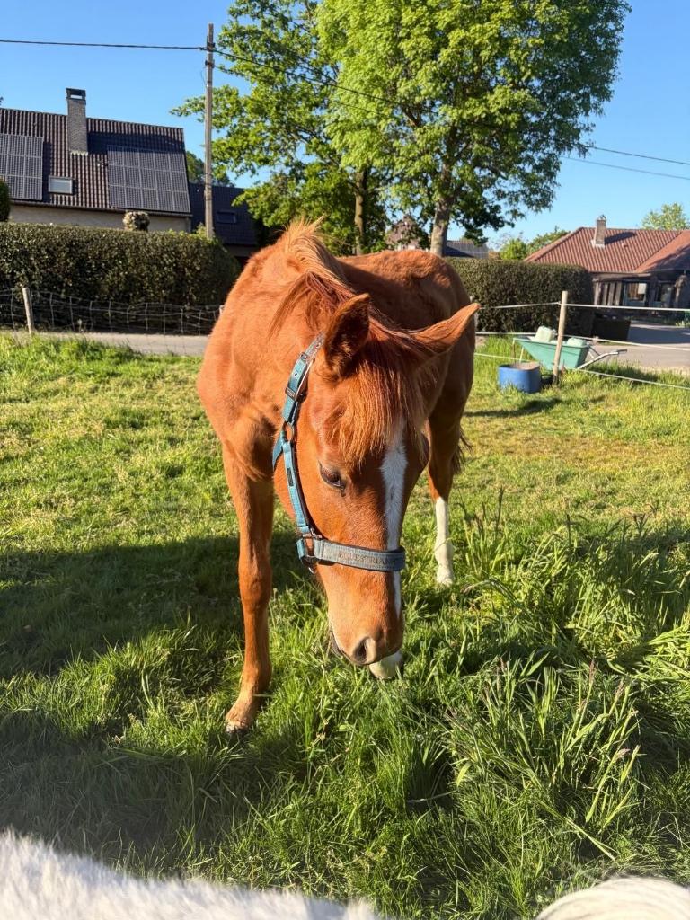 Jaarling hengst Devil 2000 Z, Dieren en Toebehoren, Paarden, Hengst, Onbeleerd, 160 tot 165 cm, 0 tot 2 jaar, Springpaard, Met stamboom