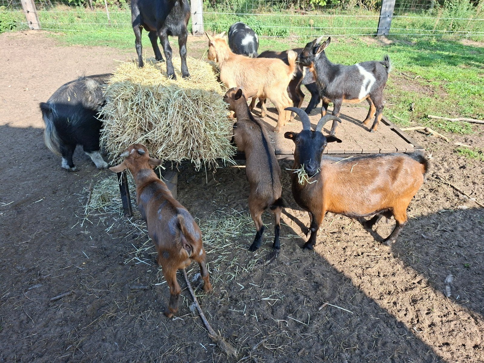 dwerggeit.