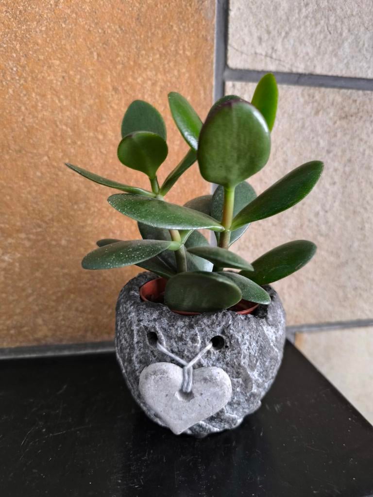 Crassula jade plant, Enlèvement ou Envoi