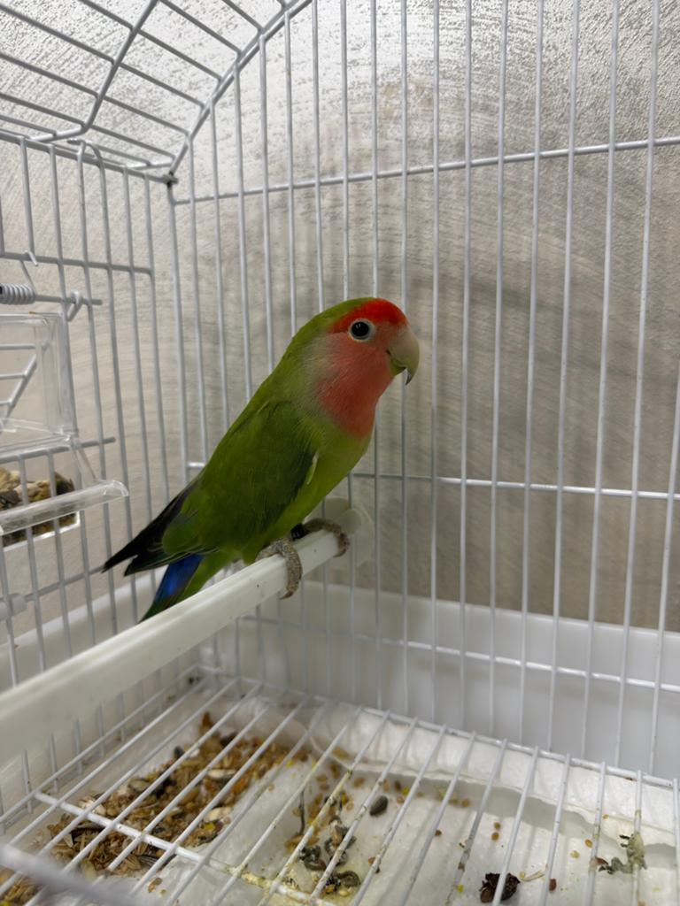 Agapornis/ Man / Met Certificaat, Dieren en Toebehoren, Vogels | Parkieten en Papegaaien, Mannelijk