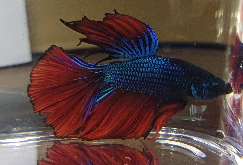 Hobbyaquarium Betta SP Super Delta XL Male / Kempvis, Dieren en Toebehoren, Vis, Zoetwatervis