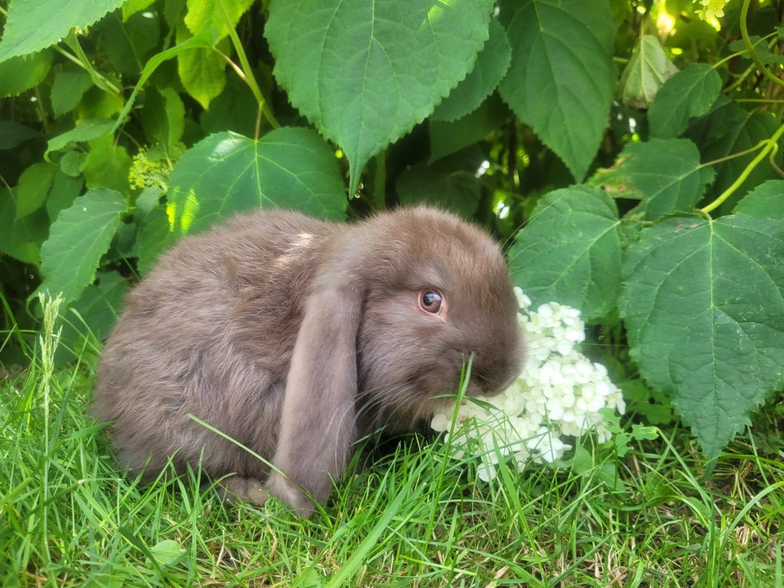 Super tamme Duitse hangoor konijntjes, Dieren en Toebehoren, Konijnen, Hangoor