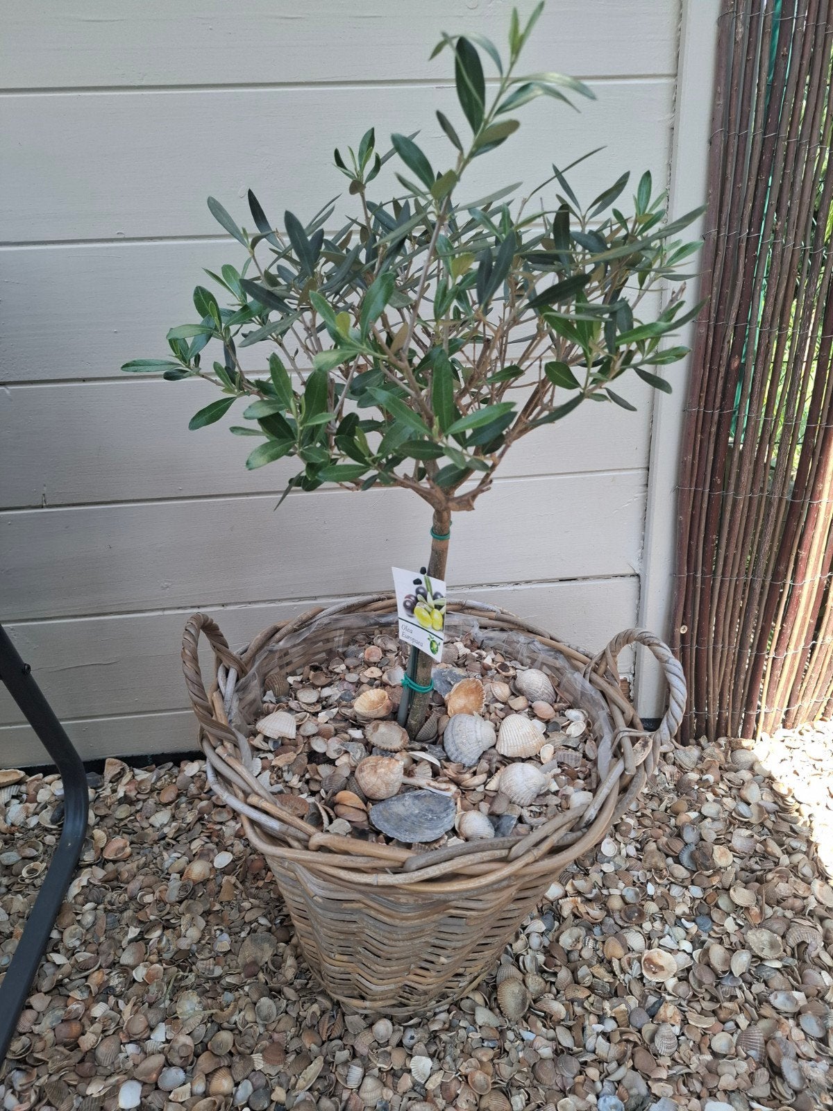 olijfboom in rieten pot + schelpen, Ophalen, Olijfboom