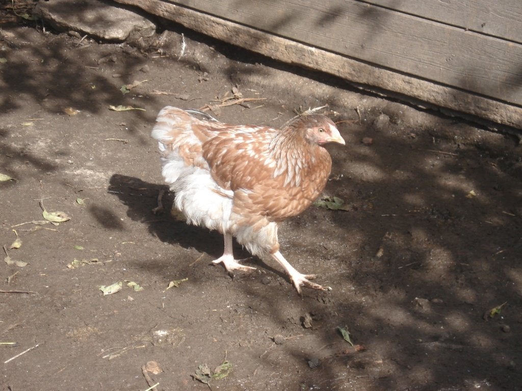 hen( kruising), Dieren en Toebehoren, Vrouwelijk, Kip
