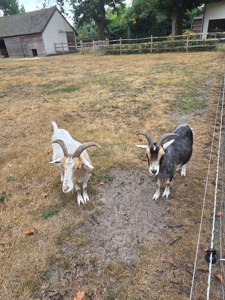 2 bokjes (geregistreerd) gratis af te halen, Dieren en Toebehoren, Mannelijk, Geit, 6 jaar of ouder