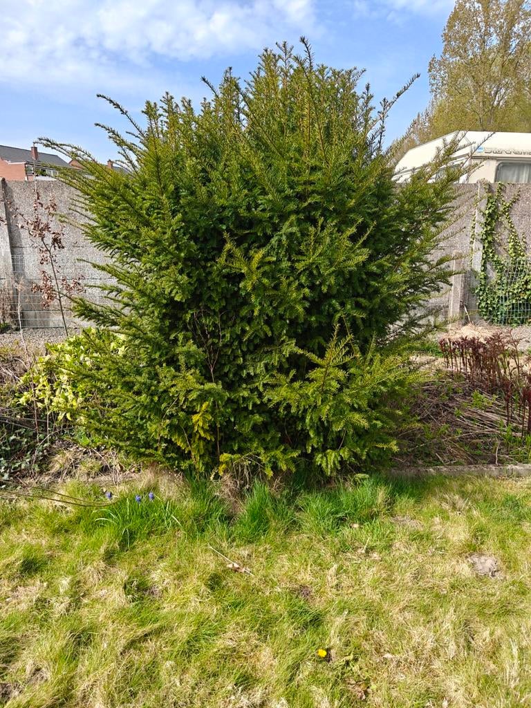Coniferen + corniferenhaag, Tuin en Terras, Ophalen