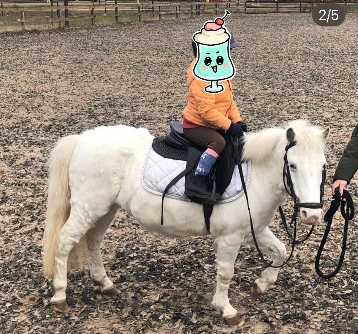 Super brave grote A kinderpony few spot kleur ️, Dieren en Toebehoren, Pony's, Merrie, A pony (tot 1.17m), 11 jaar of ouder, Recreatiepony