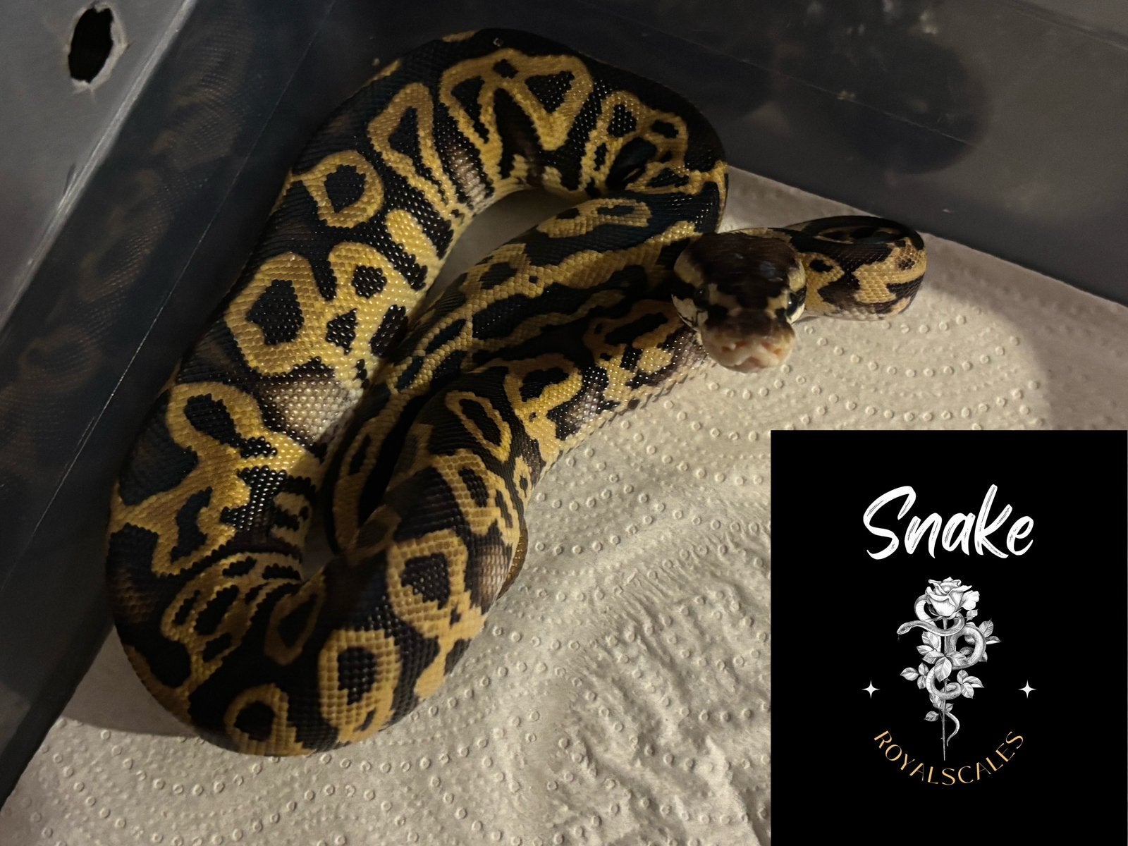 Python regius, Animaux & Accessoires, Serpent