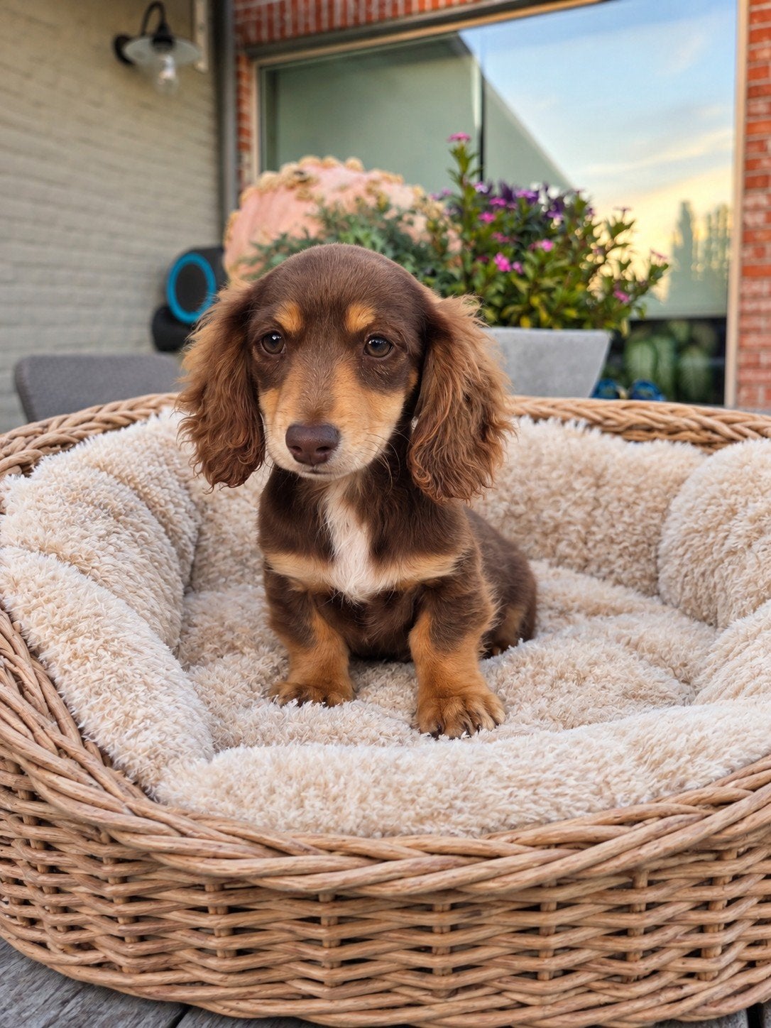 Teckel Kaninchen femelle ️, Maladie de Carré (chiens), Chienne, Belgique, Poils longs