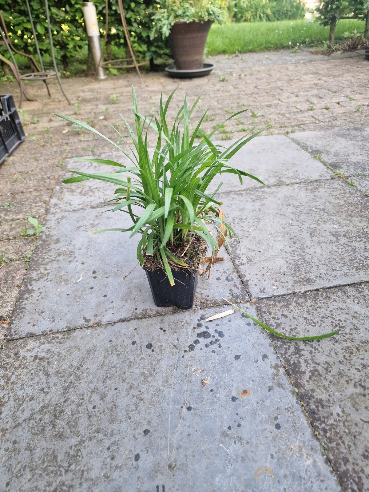 Liriope Money Maker. Graslelie 75 stuks p9, Ophalen