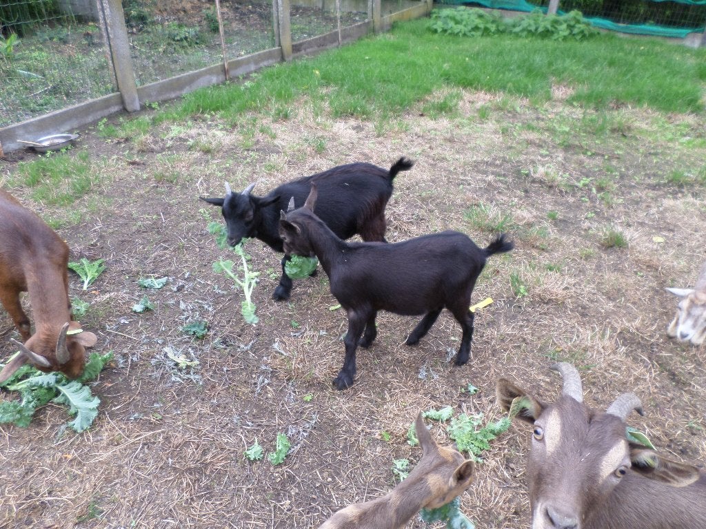dwerggeitjes, Dieren en Toebehoren