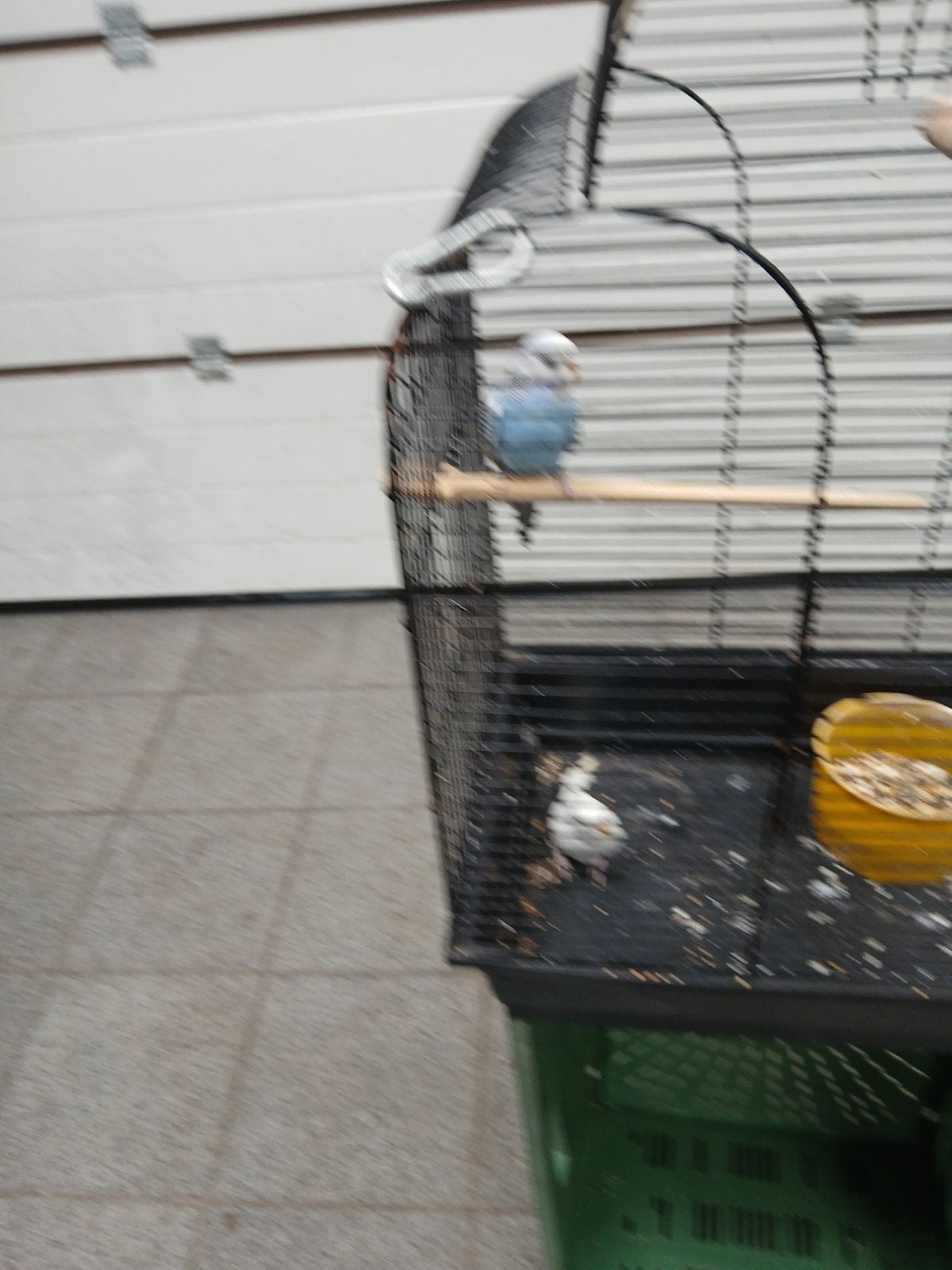 grasparkieten, Animaux & Accessoires, Enlèvement, Volière