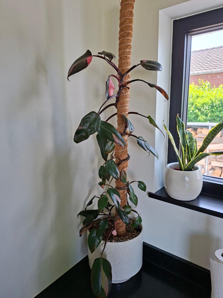 Philodendron Pink Princess, Enlèvement
