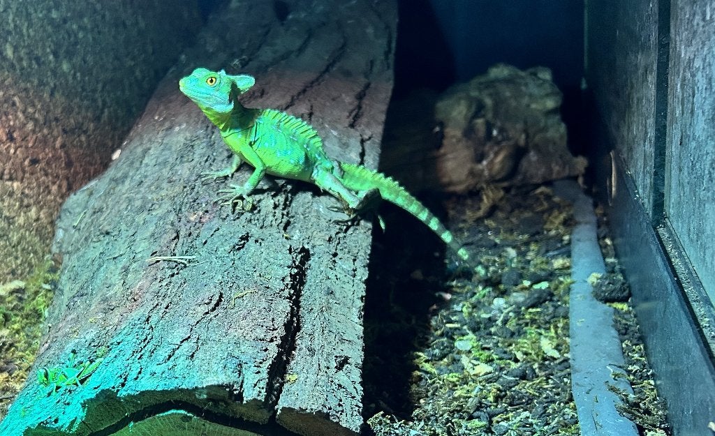 2 Mannelijke groene helmbasilisken '25 - zie omschrijving, Dieren en Toebehoren, Hagedis, 0 tot 2 jaar