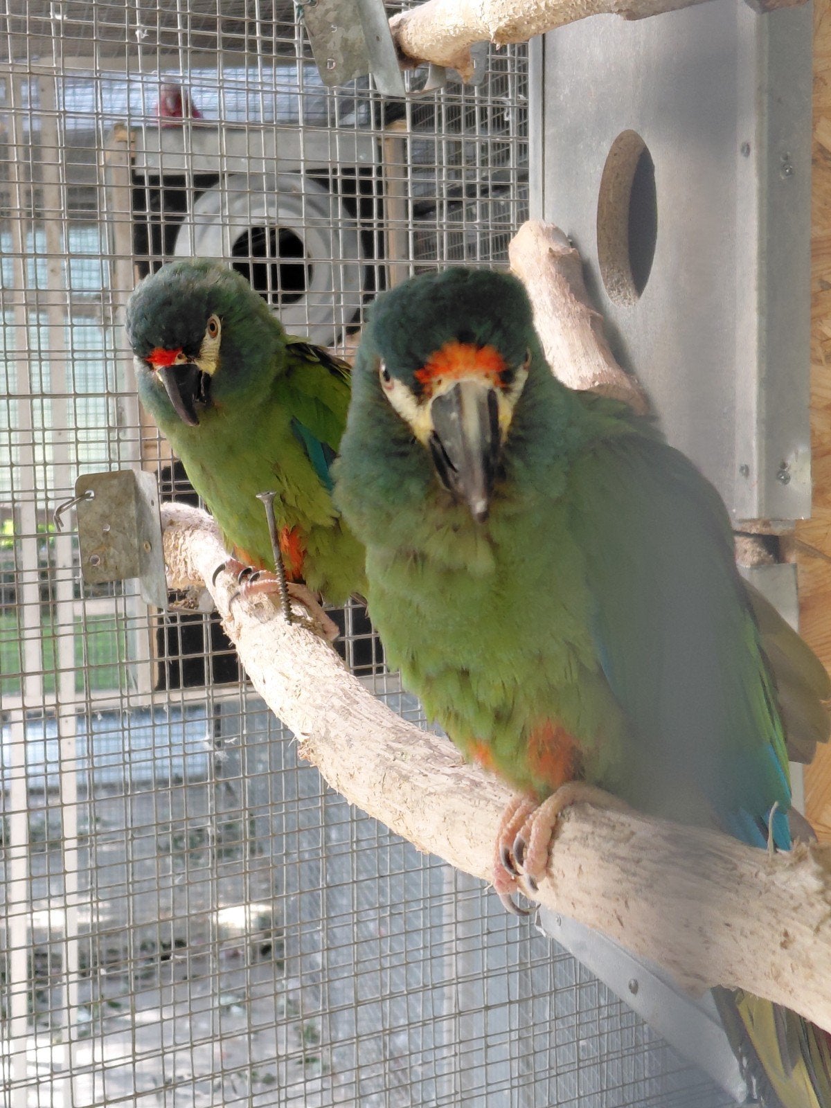 Couple reproducteur d'Ara maracana, Plusieurs animaux, Perroquet, Bagué