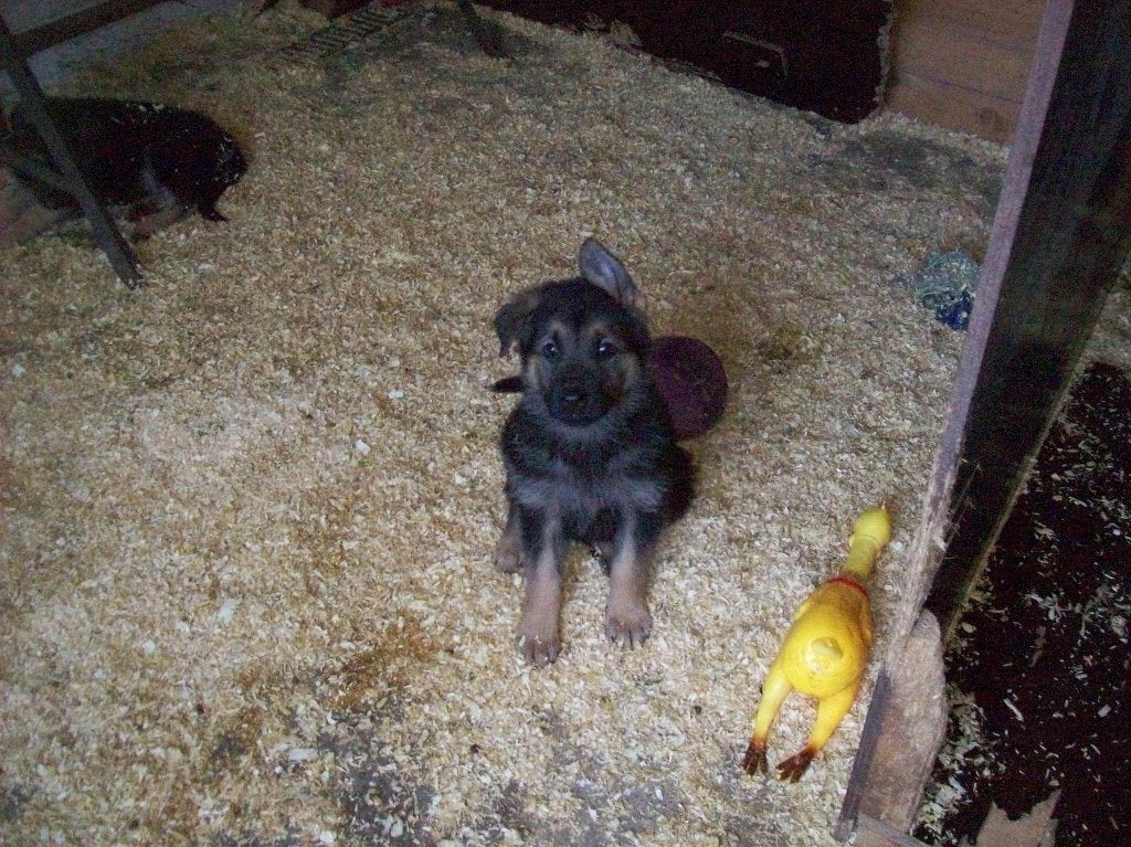 duitse herder pups, Dieren en Toebehoren, Honden | Herdershonden en Veedrijvers, Meerdere dieren, Herder, Particulier, Eén hond