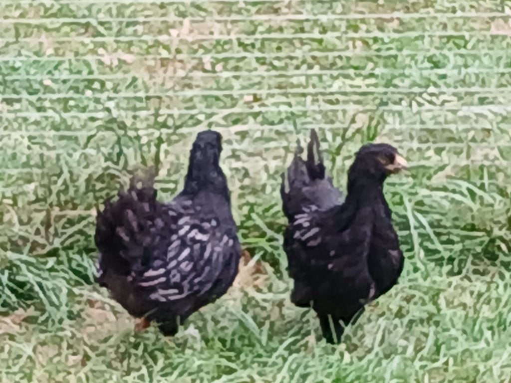 Barnevelder hennen, Dieren en Toebehoren, Pluimvee