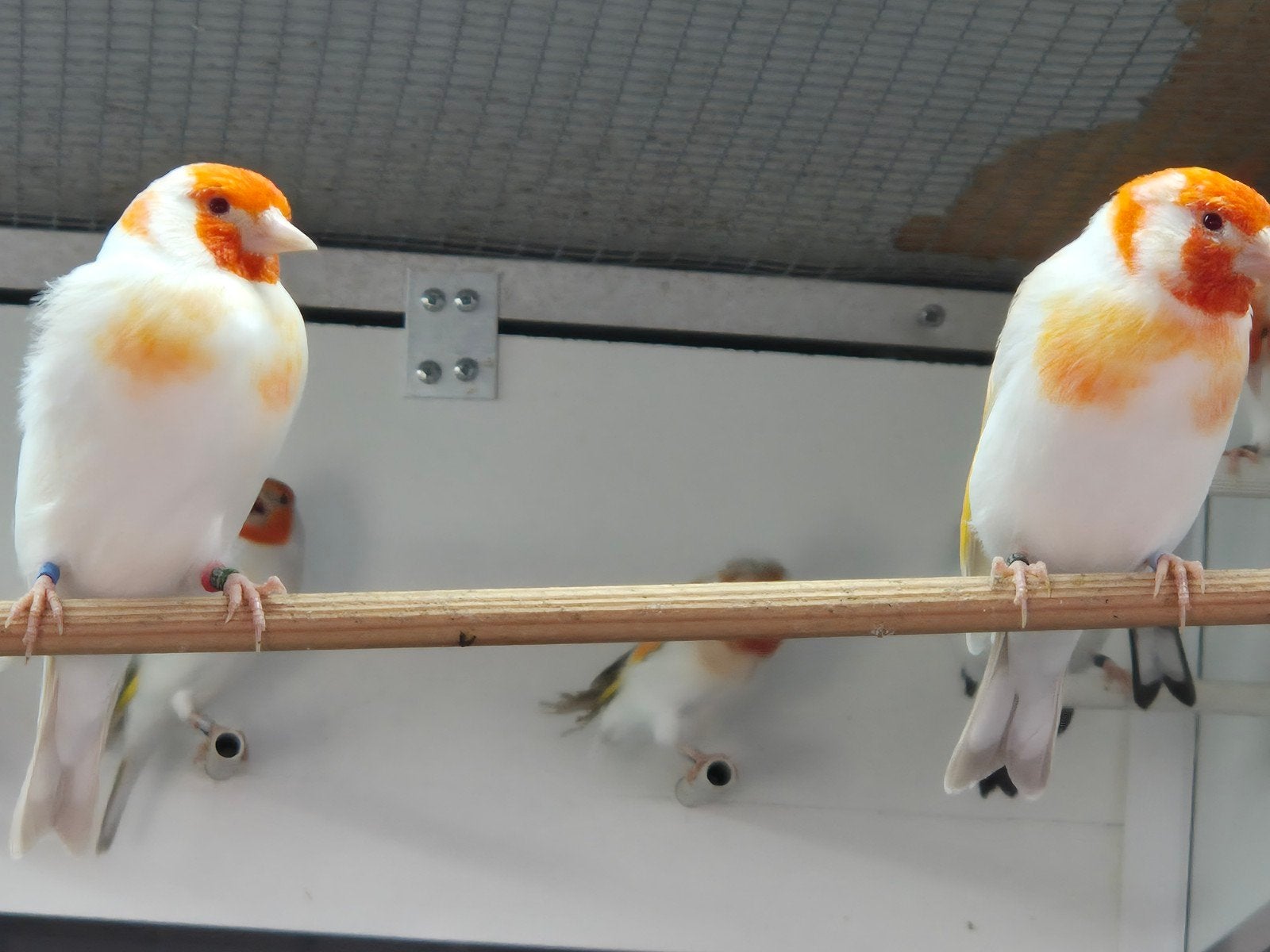 Major putters, Dieren en Toebehoren, Meerdere dieren, Wildzangvogel, Geringd