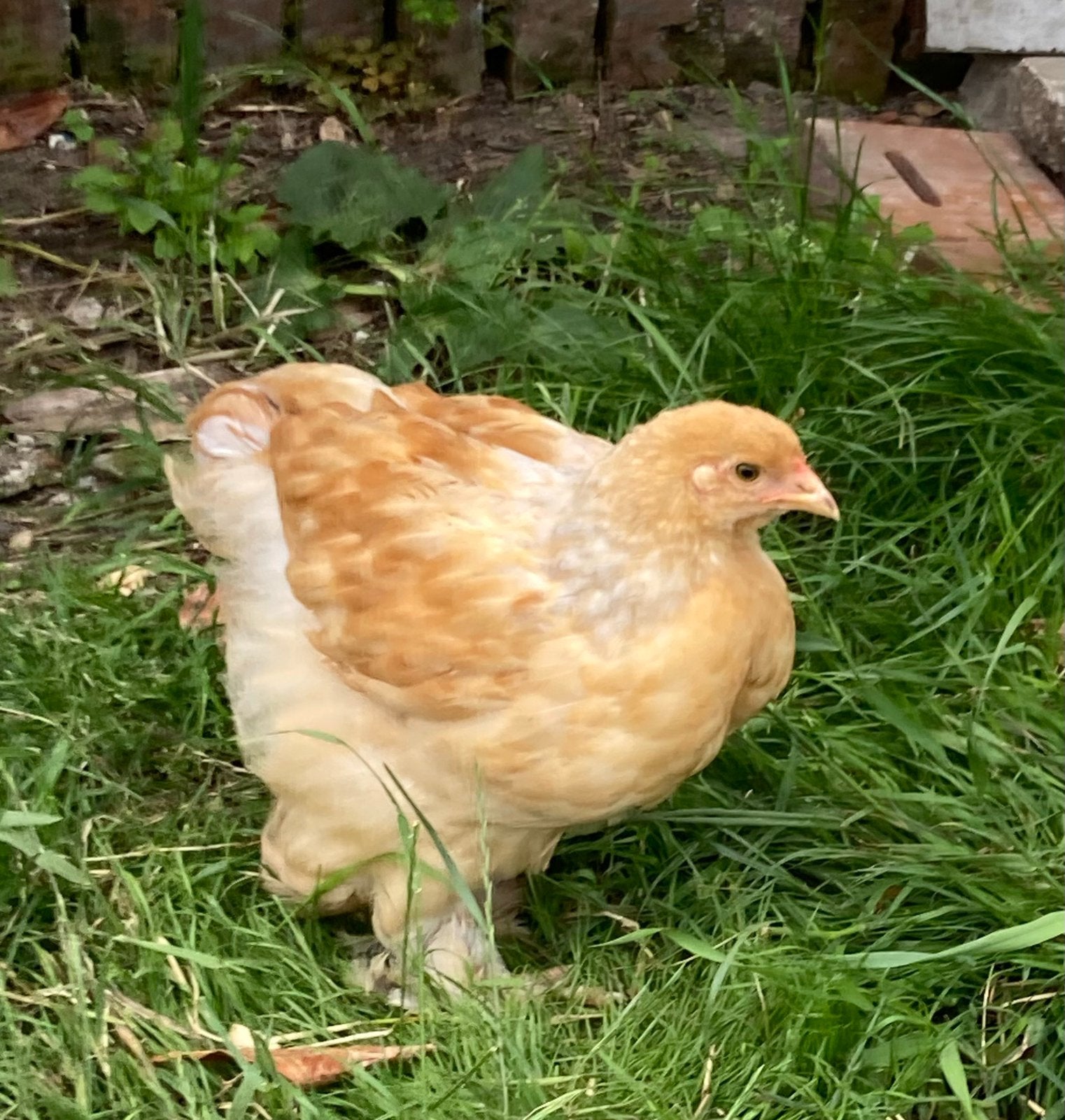 Jonge brahma haan, Dieren en Toebehoren, Pluimvee, Mannelijk, Kip