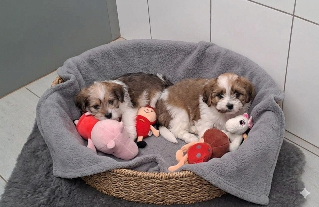 boomertjes, België, 8 tot 15 weken, Meerdere, Meerdere dieren