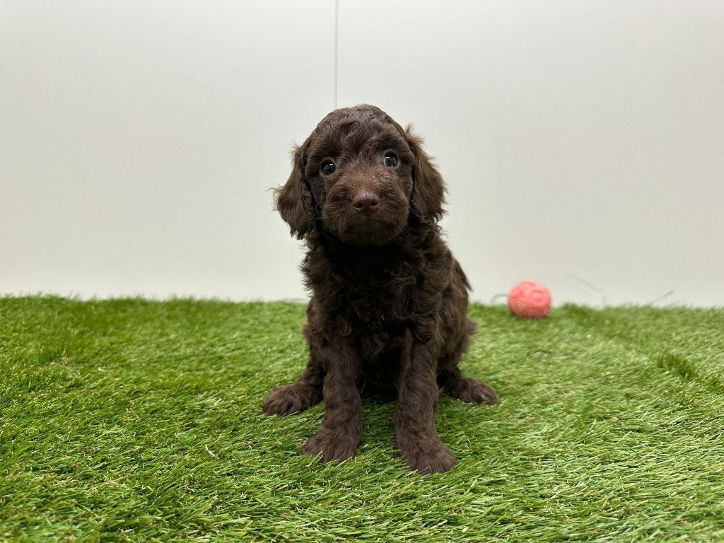 Portée de chiots Caniche Nains, Caniche, Plusieurs, Hépatite contagieuse (maladie de Rubarth), Belgique