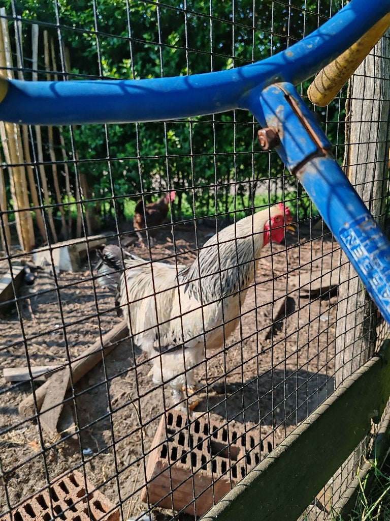 Brahma haan gratis, Animaux & Accessoires, Volatiles, Poule ou poulet, Mâle