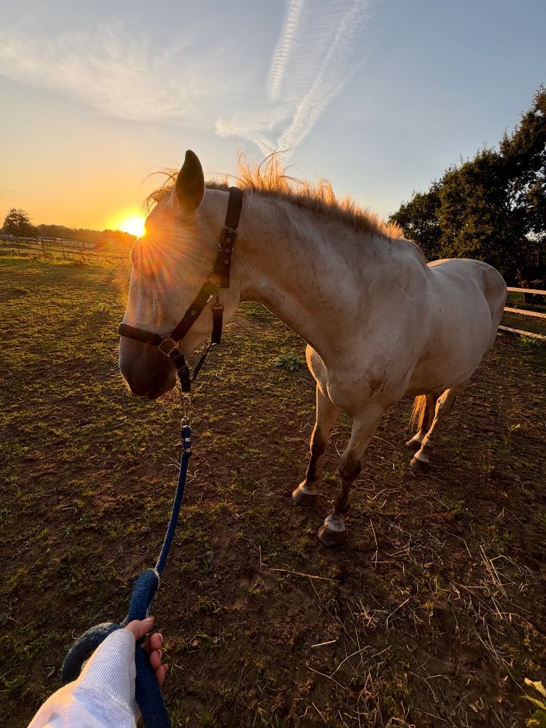 Weidemaatje recreatie paard, Met stamboom, Ruin, 3 tot 6 jaar, 160 tot 165 cm