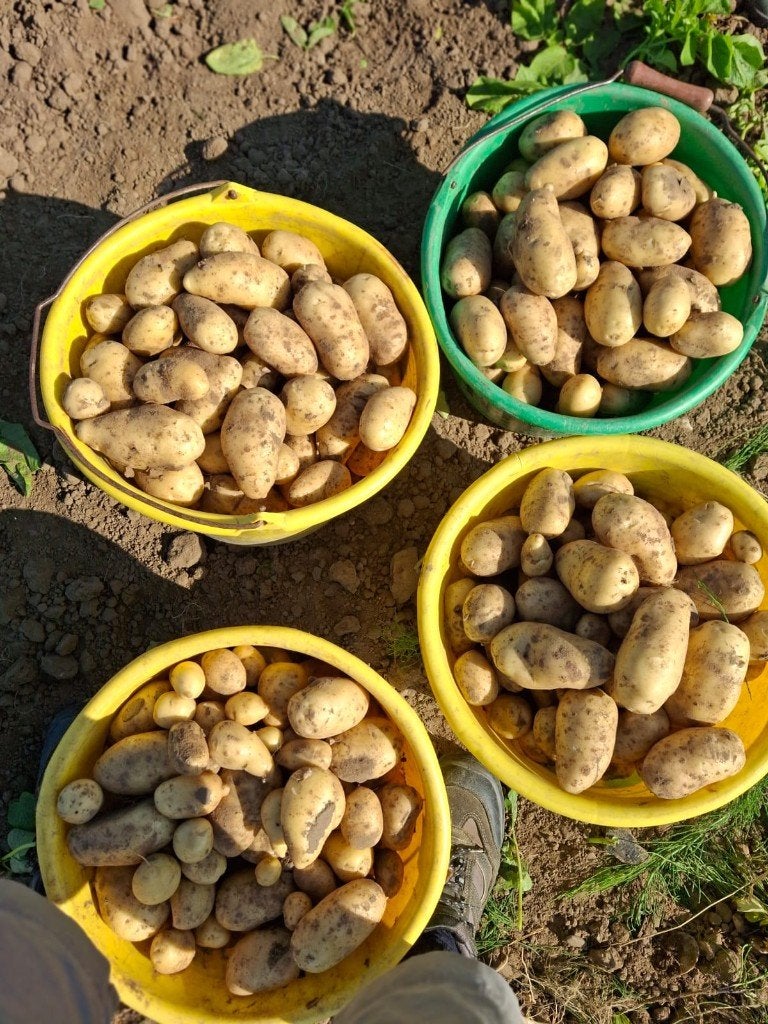 Aardappelen ( Bintje), Ophalen