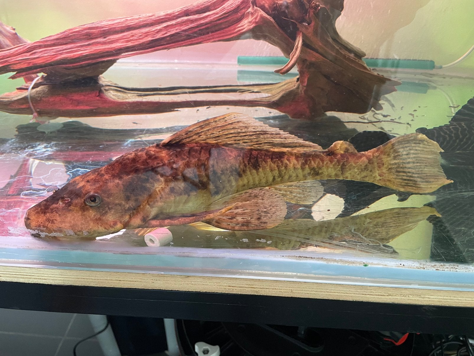Pleco (Algeneter)