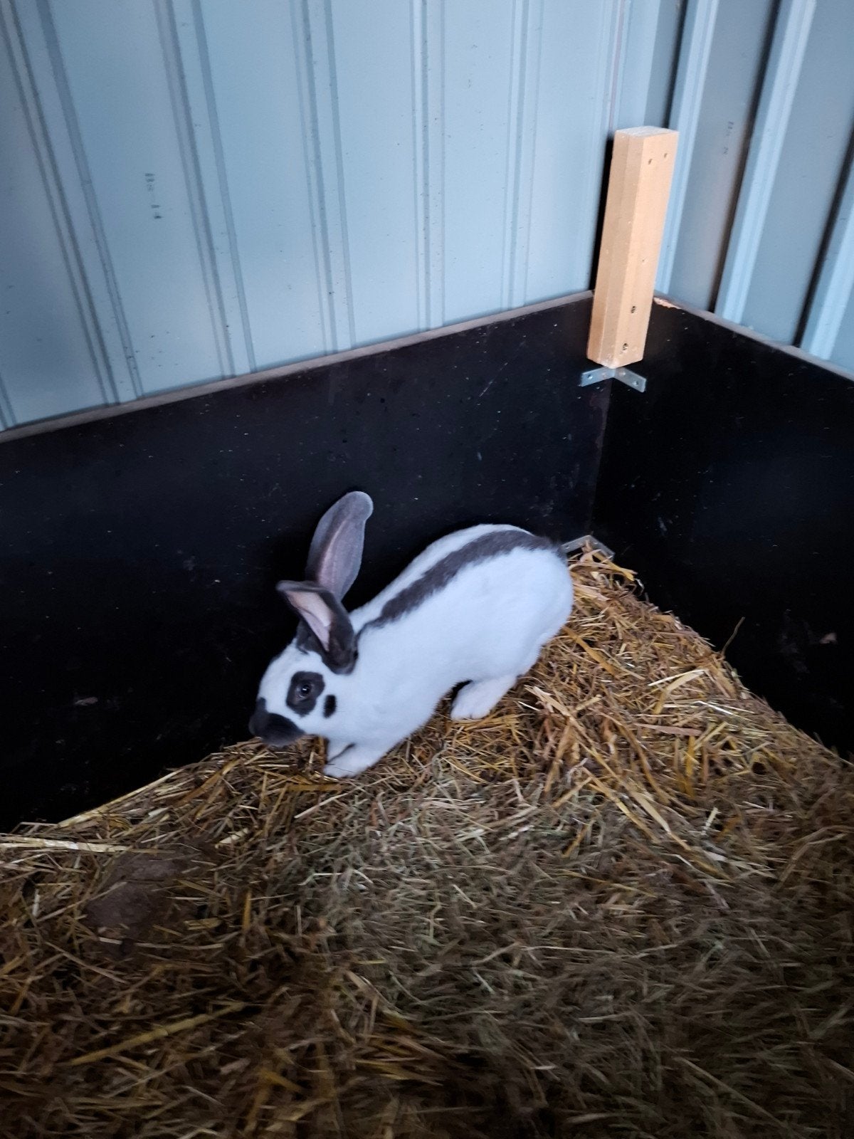 vleeskonijn rammen, Mâle, Grand, 0 à 2 ans
