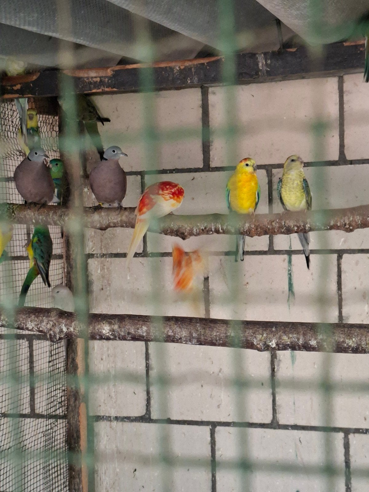 roodruggen kleuren   15euro stuk, Dieren en Toebehoren