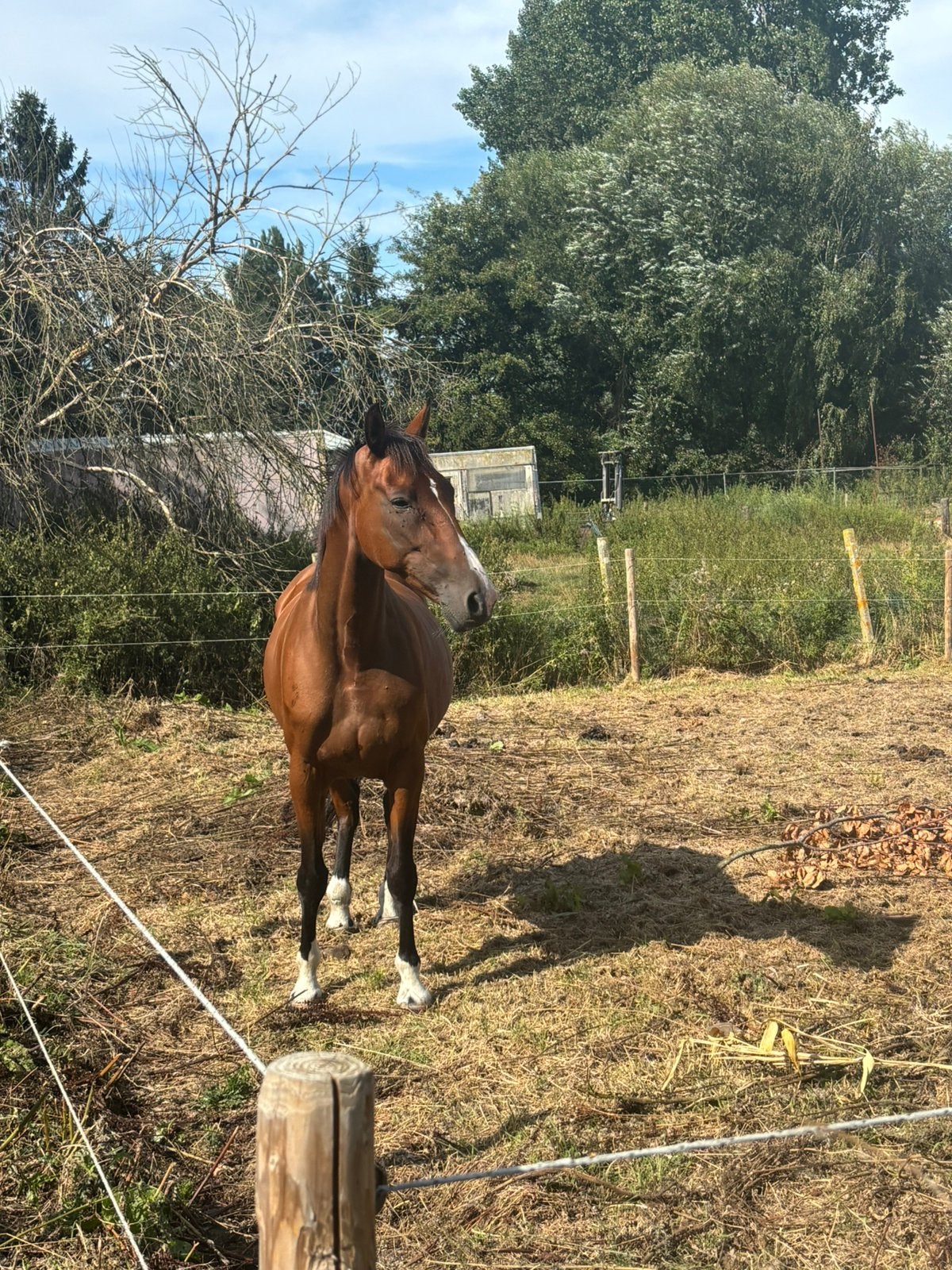 Recreatie paard, Avec pedigree, 11 ans ou plus, Hongre, Débourré