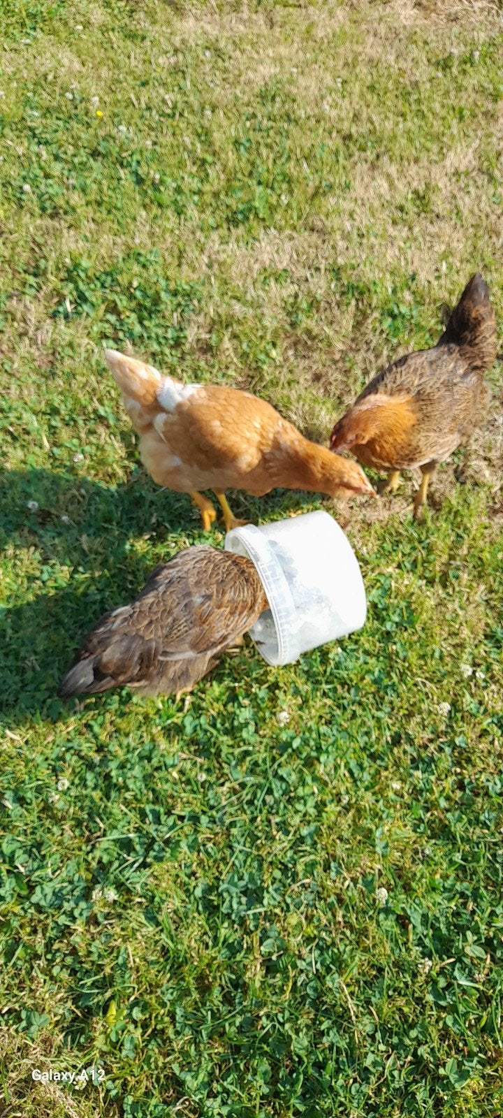 Legkippen te koop, Dieren en Toebehoren