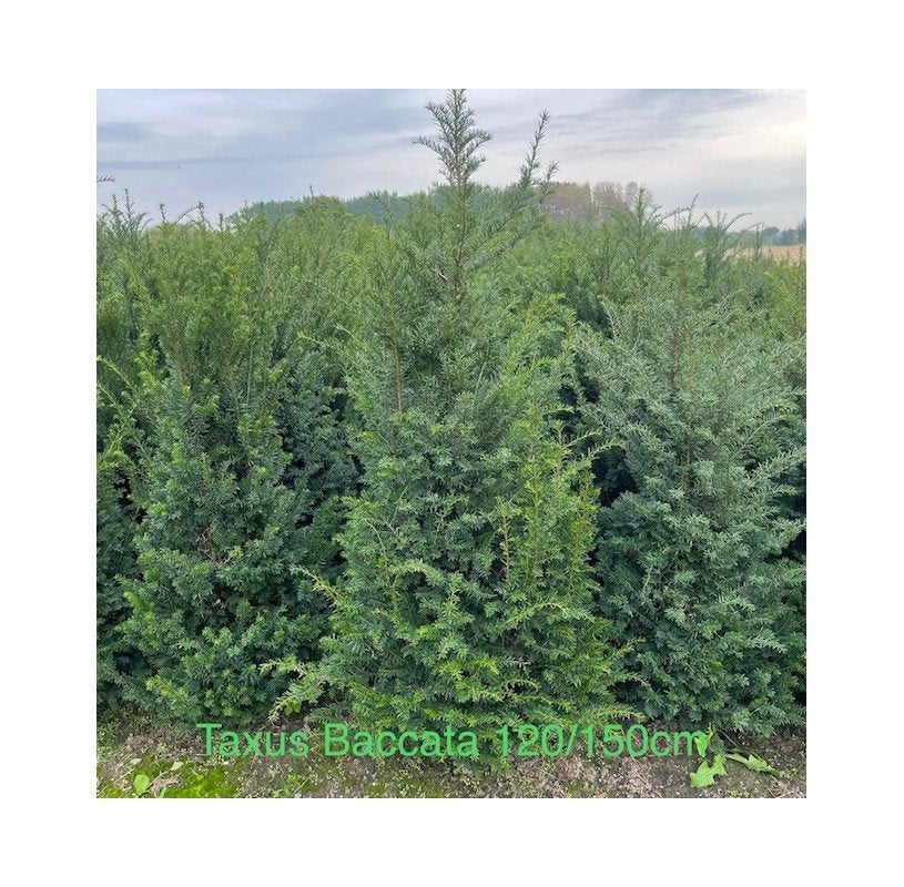 Taxus aan PROMOprijzen bij PROMOplant., Ophalen, Taxus