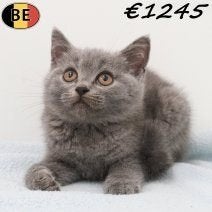 British Shorthair kittens te koop – Zacht & onweerstaanbaar, Meerdere dieren, Gechipt, 0 tot 2 jaar