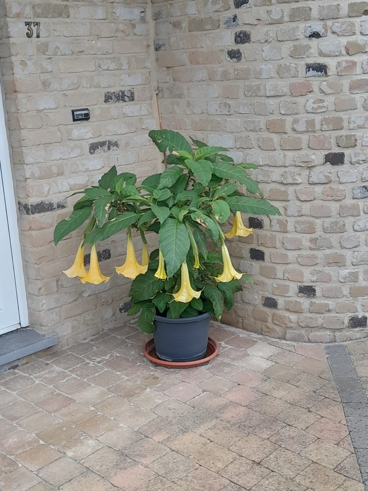 Brugmansia Datura Engelentrompet geel 35 cm - 4 + 1 gratis, Ophalen, Zomer, Vaste plant, Volle zon