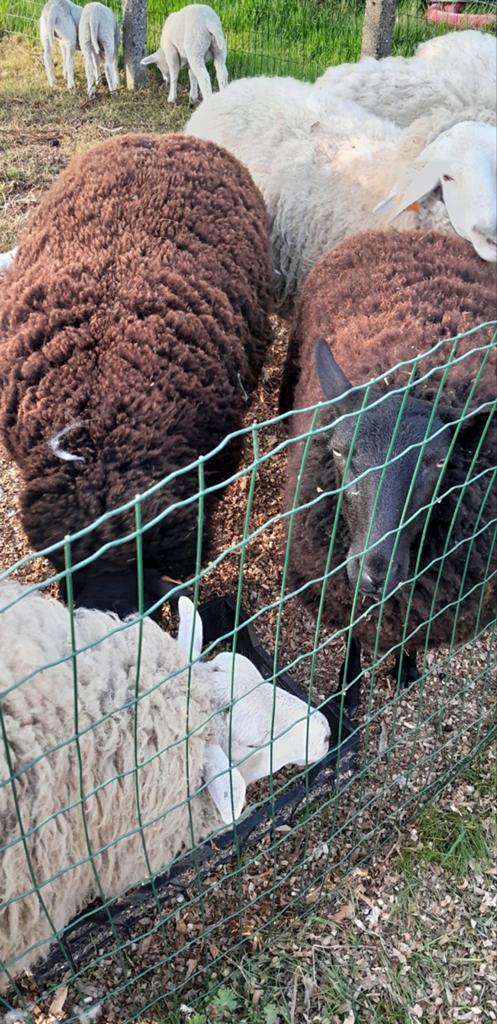 2 ooien te koop, Dieren en Toebehoren, Schapen, Geiten en Varkens