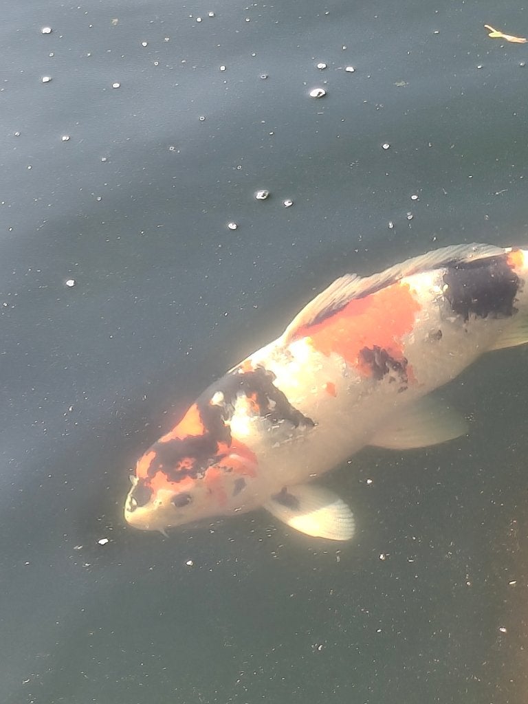 Japanse koi Ginrin Showa, Dieren en Toebehoren, Karper of Koi