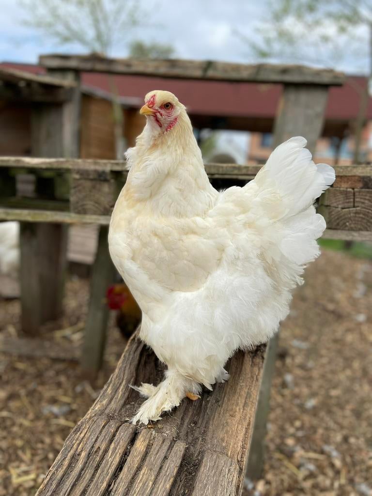 Broedeieren brahma groothoender lemon pyle, Plusieurs animaux, Poule ou poulet