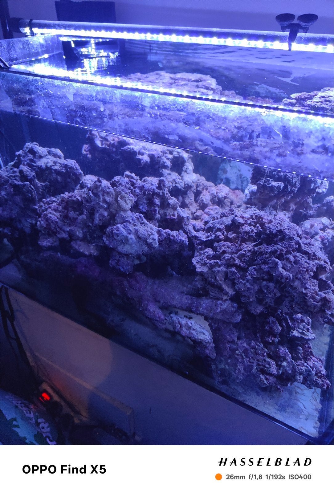 pierre aquarium récifal, Animaux & Accessoires, Enlèvement
