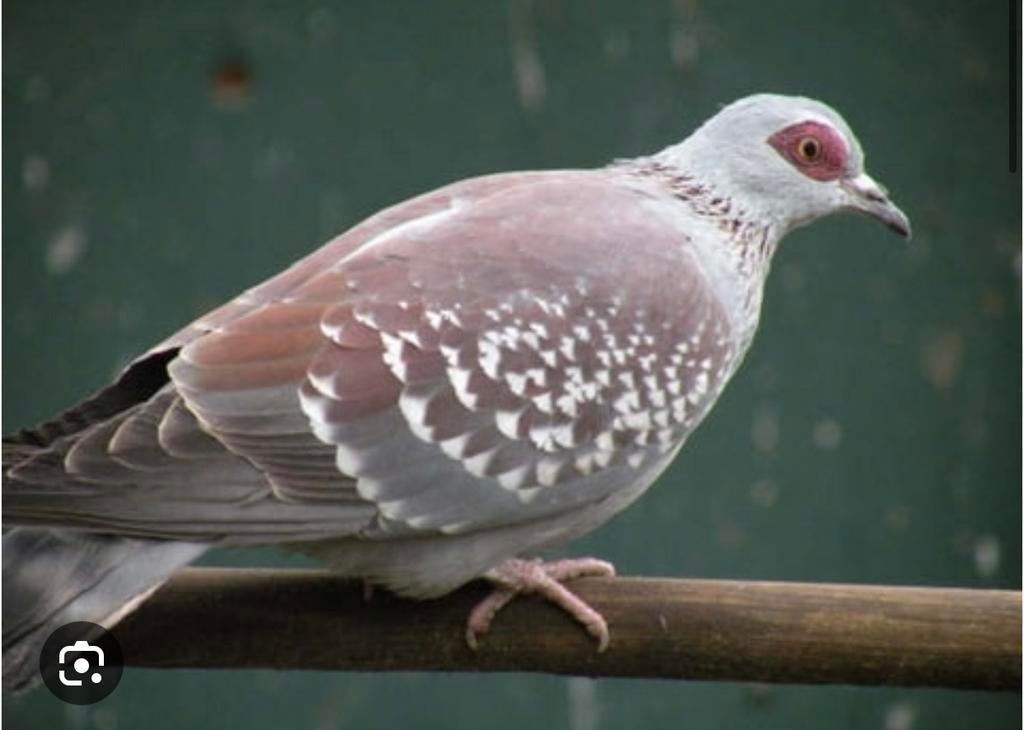 Guinea duiven, Dieren en Toebehoren, Vogels | Overige Vogels, Meerdere dieren, Tropenvogel, Geringd