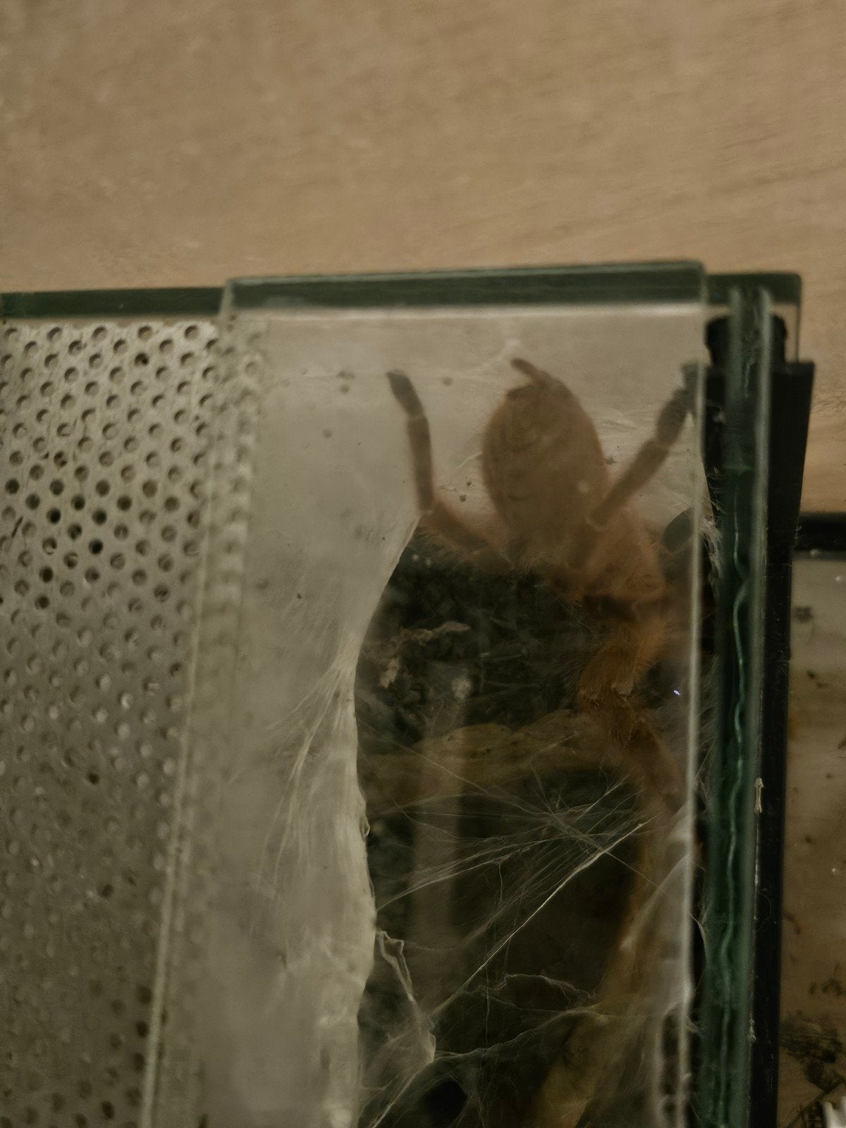Vogelspinnen, 2 vrouwtjes. De rest nog ongekend., Dieren en Toebehoren, Overige Dieren, Geslacht onbekend, Juli