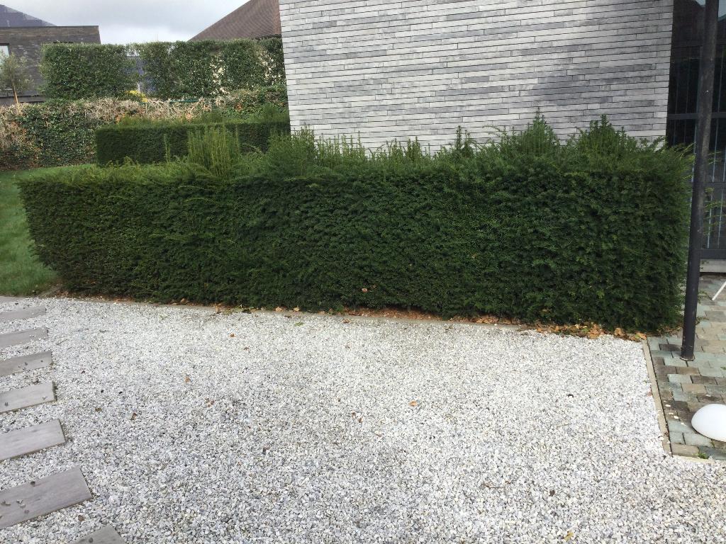 Gratis taxus haag  en kegels, Tuin en Terras, Planten | Struiken en Hagen, Ophalen, Taxus, Haag, 100 tot 250 cm