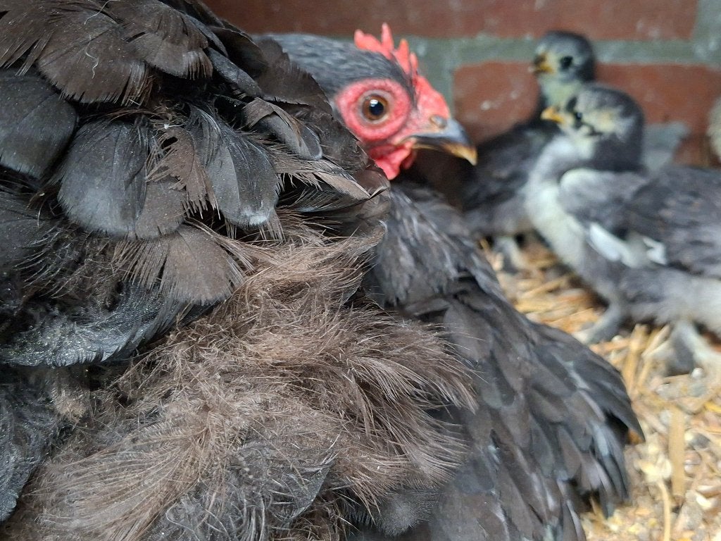 Cochin kriel + kuikens, Dieren en Toebehoren, Vrouwelijk, Kip